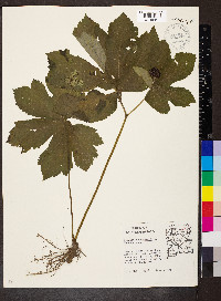 Hydrastis canadensis image