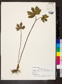 Hydrastis canadensis image