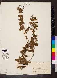 Berberis vulgaris image