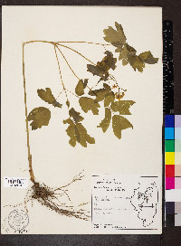 Caulophyllum thalictroides image