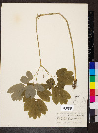 Caulophyllum thalictroides image
