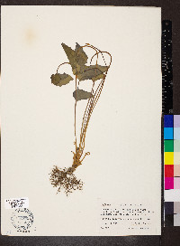 Jeffersonia diphylla image