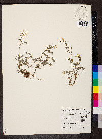 Corydalis flavula image
