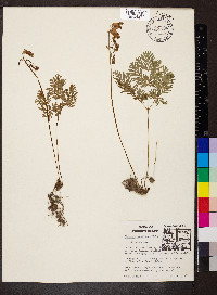 Dicentra canadensis image