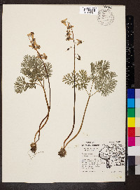 Dicentra cucullaria image