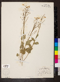 Cardamine douglassii image