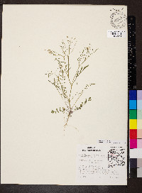 Cardamine parviflora image