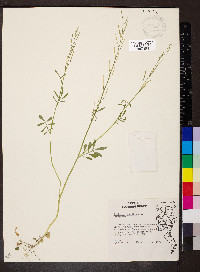 Cardamine parviflora image