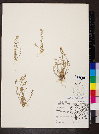 Draba brachycarpa image