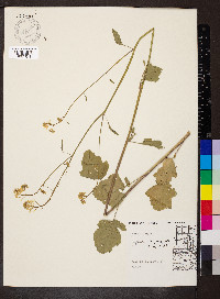 Brassica nigra image