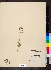 Draba cuneifolia image