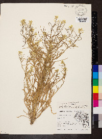 Erysimum repandum image