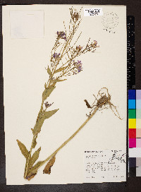 Hesperis matronalis image