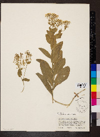 Lepidium draba image