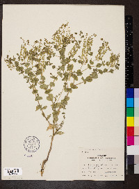 Lepidium perfoliatum image