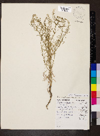 Lepidium ruderale image