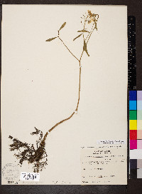 Rorippa aquatica image