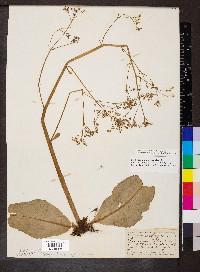 Micranthes pensylvanica image