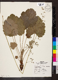 Heuchera americana image