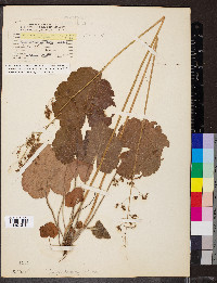 Heuchera americana image