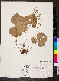 Heuchera parviflora image