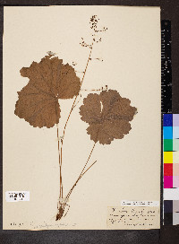 Heuchera parviflora image