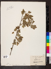 Ribes americanum image