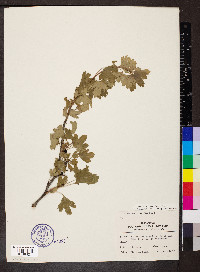 Ribes aureum image