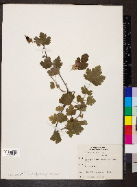 Ribes cynosbati image