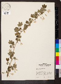 Ribes missouriense image