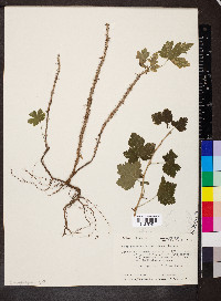 Ribes missouriense image