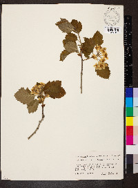 Crataegus mollis image