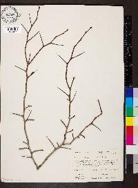 Crataegus mollis image