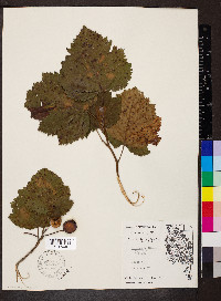 Crataegus mollis image