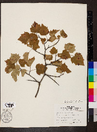 Crataegus pruinosa var. rugosa image