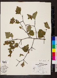 Crataegus pruinosa image