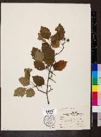 Crataegus viridis image