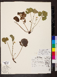 Waldsteinia fragarioides image