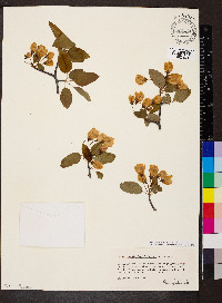 Malus ioënsis image