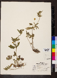 Potentilla canadensis image