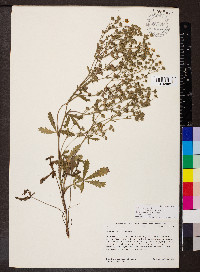 Potentilla inclinata image