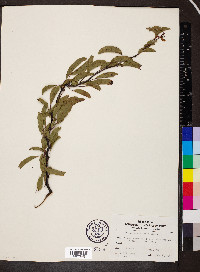 Prunus angustifolia image