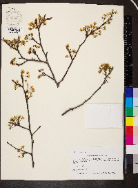 Prunus hortulana image