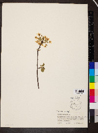 Prunus mahaleb image