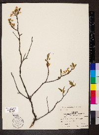 Prunus munsoniana image