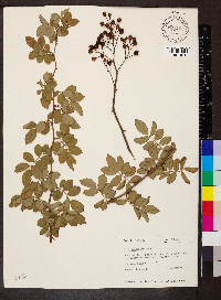 Rosa multiflora image