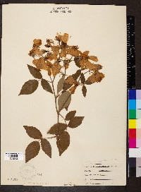 Rosa setigera image