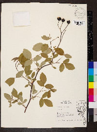 Rosa setigera image