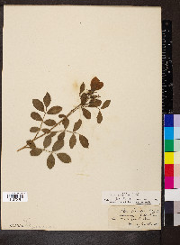 Rosa virginiana image