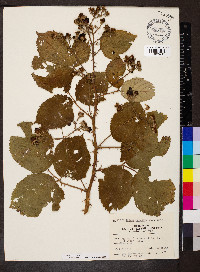 Rubus armeniacus image